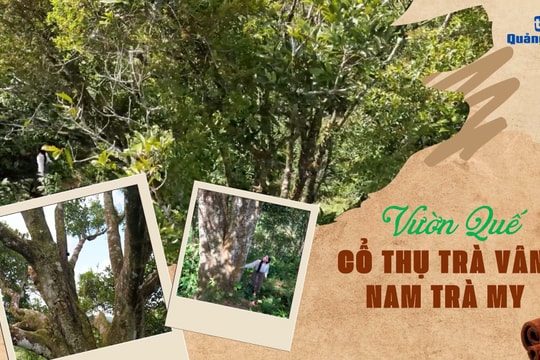 [VIDEO] - Thăm rừng quế cổ thụ xã Trà Vân