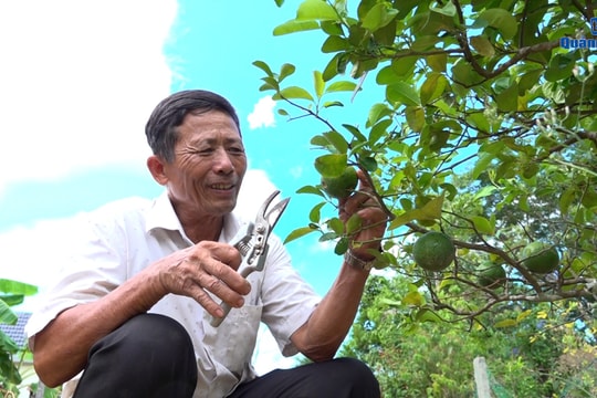 [VIDEO] - Cựu chiến binh Phú Ninh làm giàu trên đất quê hương