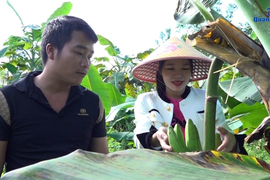 [VIDEO] - Tiên Phước xây dựng vùng nguyên liệu bền vững cho OCOP