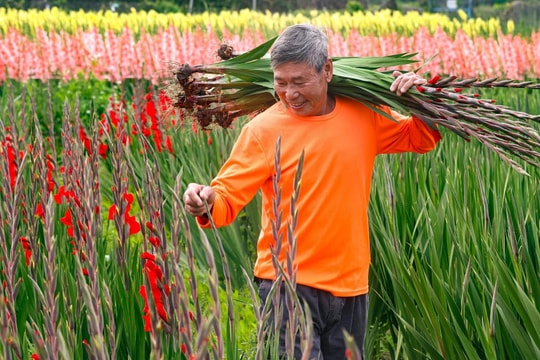 Buồn vui nghề trồng hoa tết ở Hồng Kông