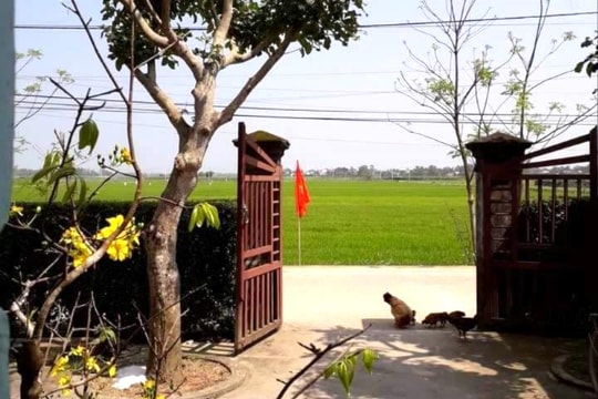 Về quê ngửi gió cuối năm...