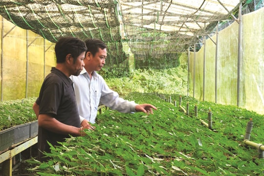 Trung tâm Phát triển sâm Ngọc Linh và dược liệu Quảng Nam: Cung ứng nguồn sâm giống chất lượng