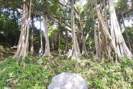 Bảo tồn "Cây di sản Việt Nam"