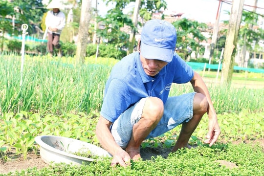 Phát triển sản xuất nông nghiệp bền vững