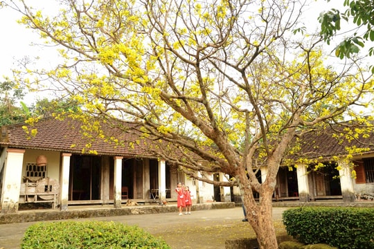 Du khách thích thú check-in với cây mai gần 85 tuổi ở làng Lộc Yên