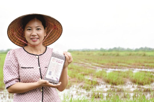 Liên kết sản xuất lúa theo hướng hữu cơ