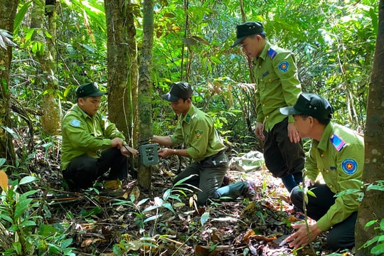 Rong ruổi với rừng…