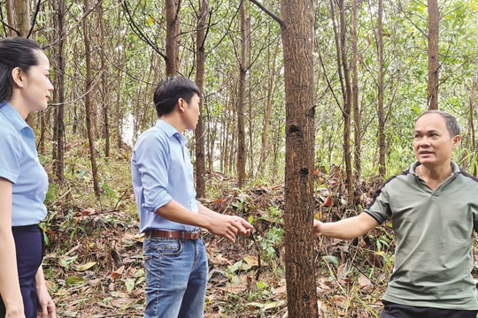 Xanh lên cánh rừng gỗ lớn