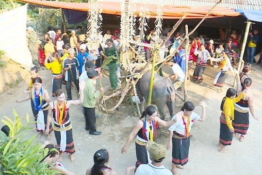 Người Ca Dong ở Trà Bui vào hội ăn trâu huê