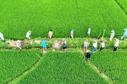 Nhiều diện tích lúa ở Thăng Bình bị chuột cắn phá