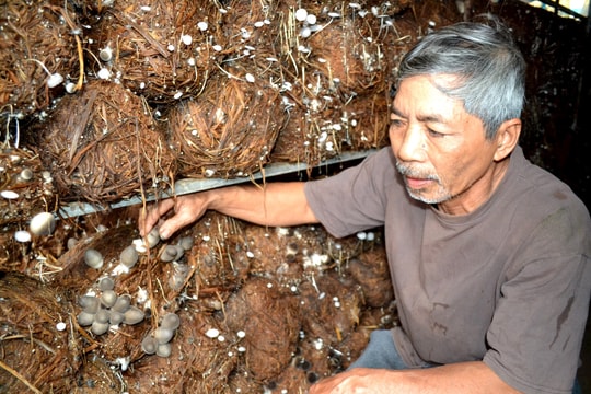 Bình Nguyên phát triển nghề sản xuất nấm