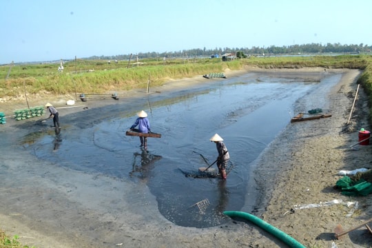 Nuôi tôm nước lợ vụ 1 năm 2024: Hạn chế nguy cơ dịch bệnh