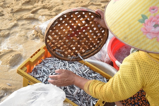 Ngư dân Bình Minh được mùa cá cơm