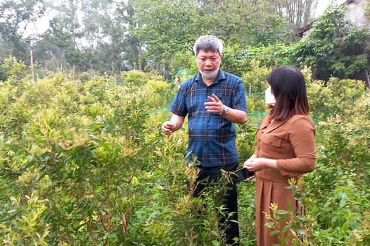 Quảng Nam phát huy hiệu quả tín dụng chính sách