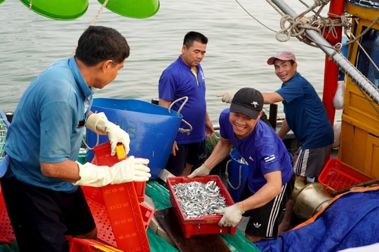 Ngư dân bãi ngang Quảng Nam được mùa đầu xuân