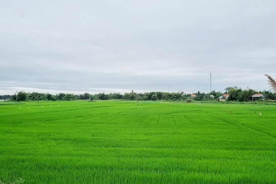 Quảng Nam chuyển đổi hơn 1.048ha cơ cấu cây trồng trên đất lúa