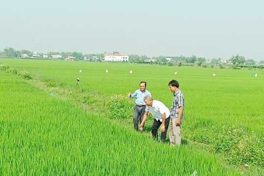 Duy Xuyên tập trung ứng phó xâm nhập mặn