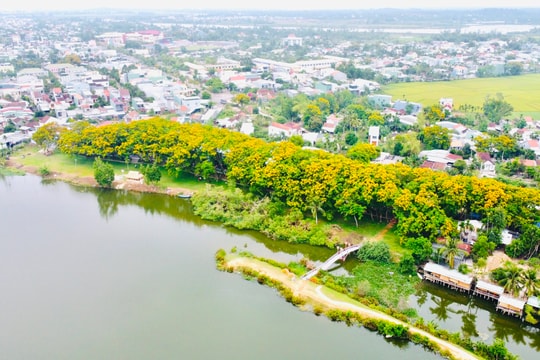 Lễ hội "Tam Kỳ mùa hoa sưa 2024" sẽ khai mạc vào tối 5/4