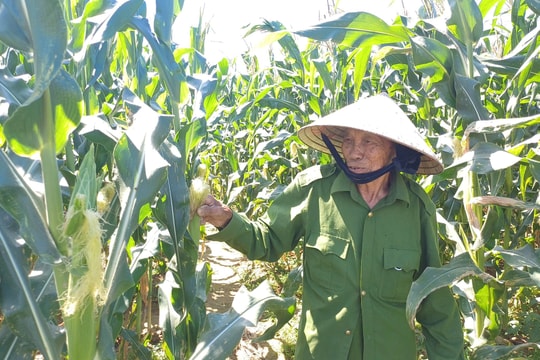 Người dân Cẩm Nam háo hức chờ ngày hội bắp nếp