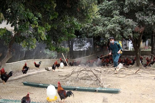 Tăng cường các biện pháp phòng, chống dịch bệnh cúm gia cầm