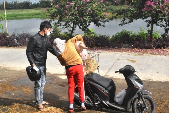 Quảng Nam: Người chăn nuôi tái đàn heo sau tết