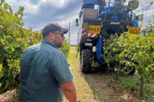 Thế giới thừa rượu vang, người trồng nho thiệt hại