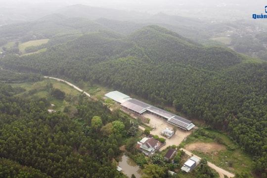 Xanh lên những cánh rừng gỗ lớn