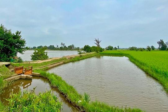 Tam Hòa gặp khó trong chuyển đổi đất bị nhiễm mặn