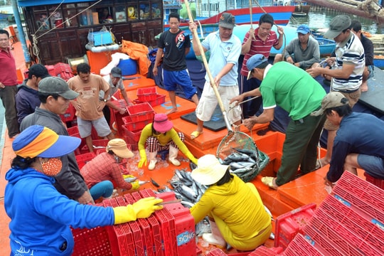 Quảng Nam: Truy xuất nguồn gốc hải sản điện tử