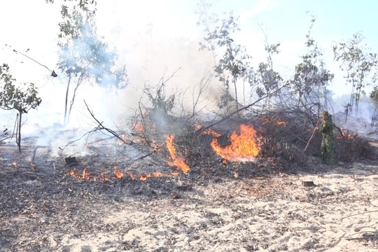 Tăng cường công tác quản lý, bảo vệ rừng, phòng cháy chữa cháy rừng