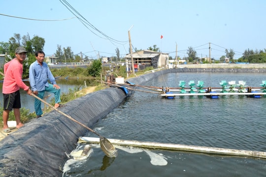 Quảng Nam: Thắc thỏm đầu tư nuôi tôm trên cát