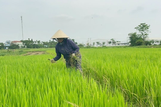 Quảng Nam kiểm soát và phòng trừ dịch hại lúa đông xuân