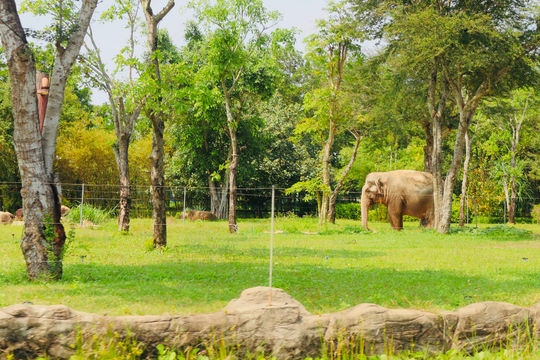Vườn thú Safari, Vinwonders Nam Hội An: Điểm sáng cứu hộ và gây nuôi động vật hoang dã