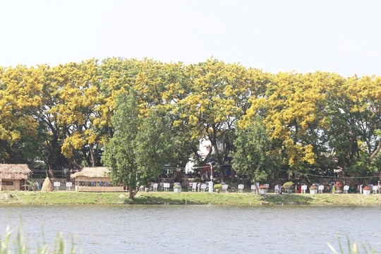 Công nhận quần thể 9 cây sưa ở Tam Kỳ là Cây di sản Việt Nam