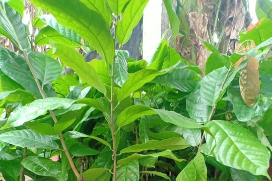 Đầu tư hơn 1,8 tỷ đồng trồng 10ha cây ca cao tại xã Tam Sơn