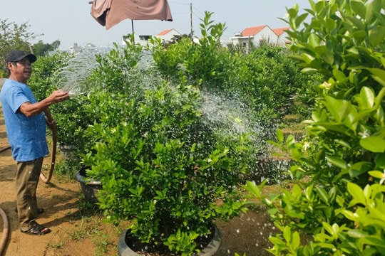 Nông dân Hội An mở rộng sản xuất từ nguồn vốn hỗ trợ