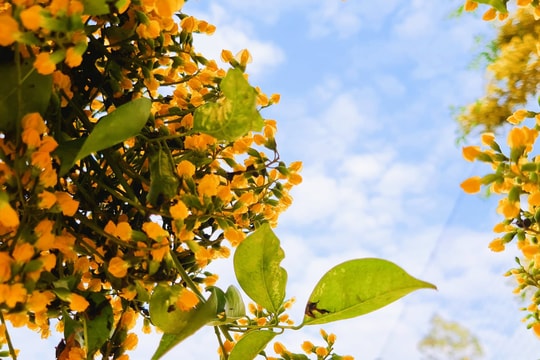 Đời người đời cây