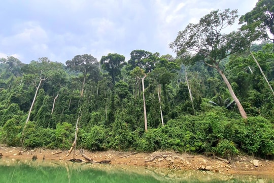 WWF viện trợ hơn 11,6 tỷ đồng để bảo tồn đa dạng sinh học tại Quảng Nam