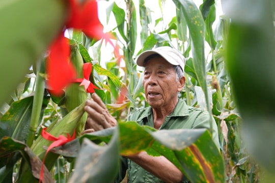 Mùa bắp Cẩm Nam
