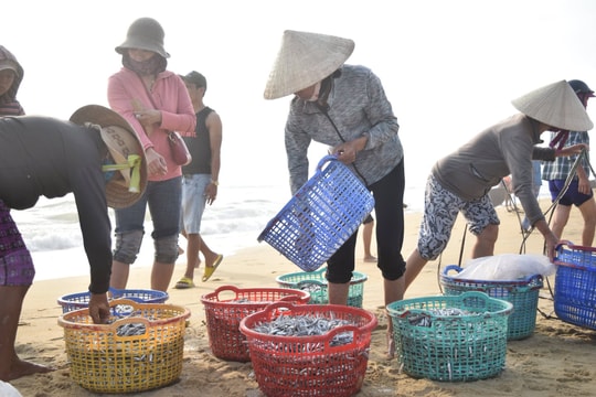 Ngư dân Bình Minh "thắng lớn" vụ cá đầu năm