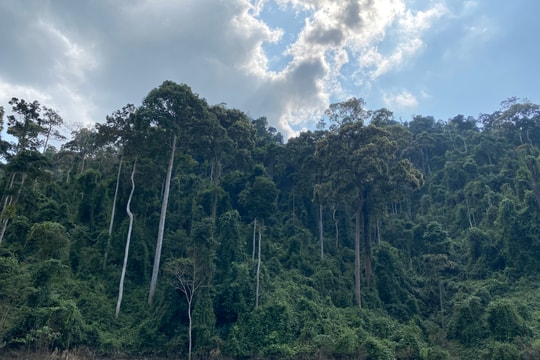 Kiến nghị bổ sung tỉnh Quảng Nam vào chương trình giảm phát thải từ REDD+ theo tiêu chuẩn TREES vùng Nam Trung Bộ và Tây nguyên