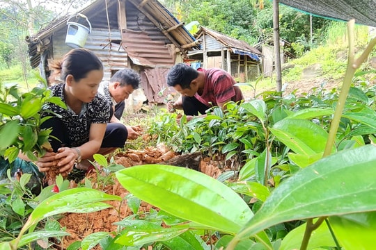 Nam Trà My: Nỗ lực giúp người dân tiếp cận cơ chế hỗ trợ phát triển kinh tế vườn