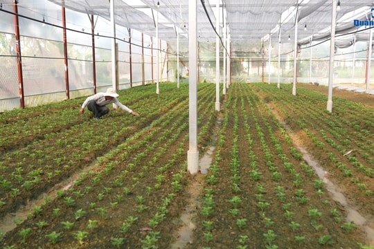 Triển vọng phát triển các loại rau, hoa xứ lạnh tại Quảng Nam