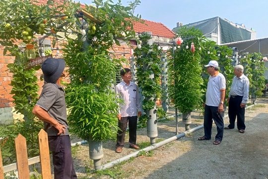 Trồng rau sạch nơi phố thị