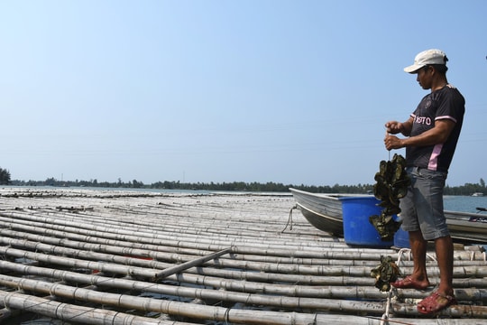 Thêm hướng đi cho nghề nuôi biển ở Quảng Nam