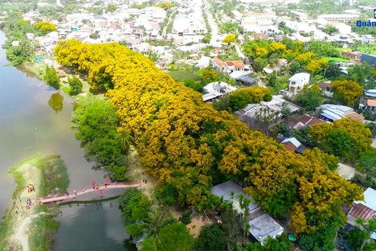 Lan tỏa giá trị quần thể cây sưa trăm tuổi