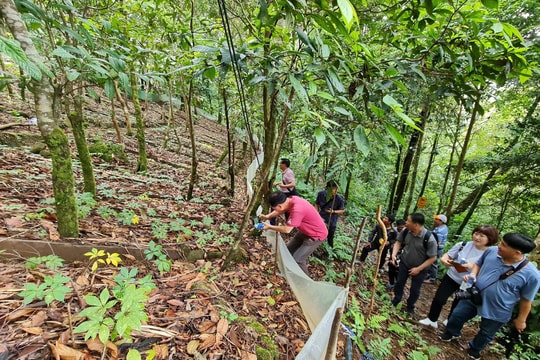 Đầu tư xây dựng mới cơ sở hạ tầng phục vụ bảo tồn, bảo vệ và sản xuất cây giống sâm Ngọc Linh