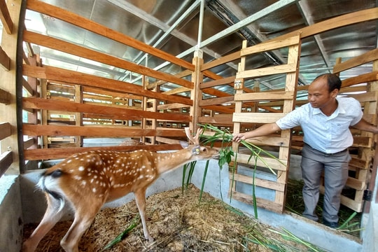 Liên kết sản xuất theo chuỗi giá trị ở Đông Giang: Hướng đi mới của kinh tế hộ gia đình