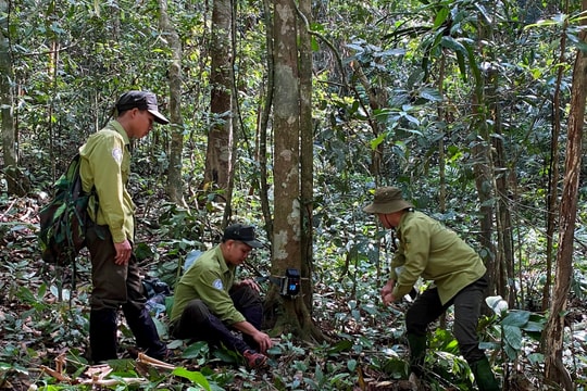 Làm giàu cho rừng, nhìn từ Khu bảo tồn loài Sao la