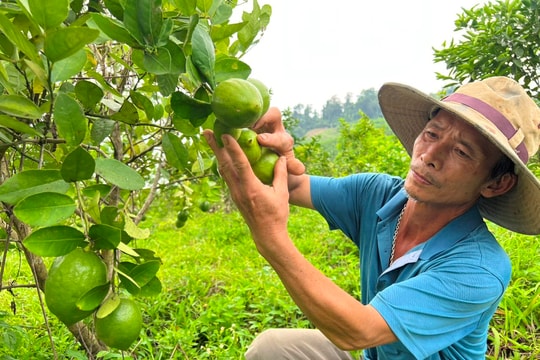 Gần 140 tỷ đồng hỗ trợ phát triển kinh tế vườn, kinh tế trang trại trên địa bàn tỉnh